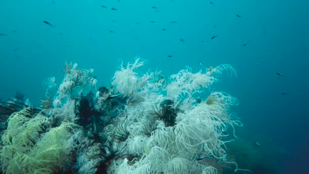 Koraalrif en tropische vissen onder water. Leyte, Filipijnen. — Stockvideo