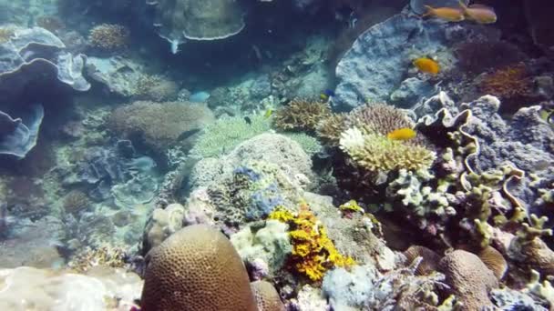 Arrecife de coral y peces tropicales. Leyte, Filipinas. — Vídeos de Stock