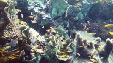 Mercan kayalıkları ve tropikal balıklar. Leyte, Filipinler.