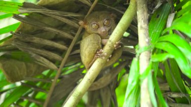 Yağmurlu ormanda daha Tarsier. Bohol, Filipinler.