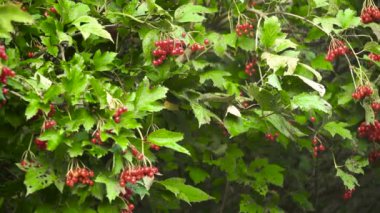 Viburnum böğürtlen dalı.