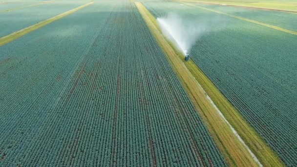 Irrigation system on agricultural land. — Stock Video