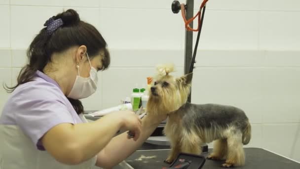 애완 동물을 돌보는 미용실에 있는 개. — 비디오