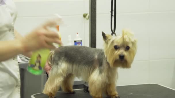Собака в салоні для догляду за домашніми тваринами . — стокове відео