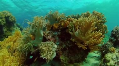 Mercan resiflerinin sualtı dünyası. Filipinler.