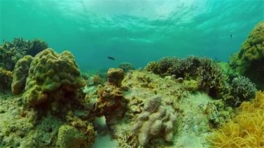 Mercan kayalıkları ve tropikal balıklar. Filipinler.