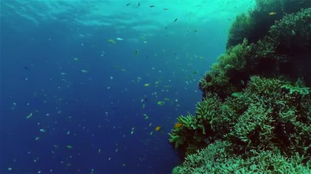 Koraalrif en tropische vissen. Filippijnen. — Stockvideo