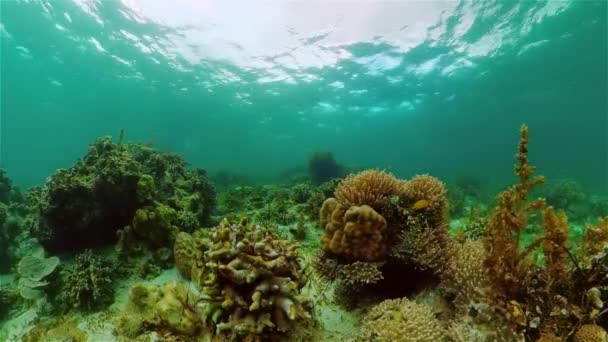 Arrecife de coral con peces bajo el agua. Filipinas. — Vídeos de Stock