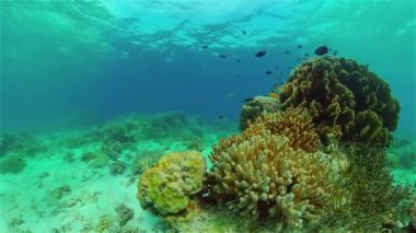 Mercan kayalıkları ve tropikal balıklar. Filipinler.