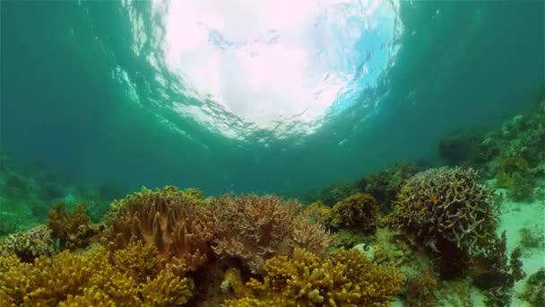 Korallenriffe und tropische Fische unter Wasser. Philippinen. — Stockvideo