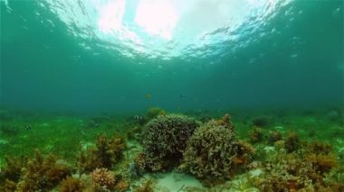 Mercan resiflerinin sualtı dünyası. Filipinler.