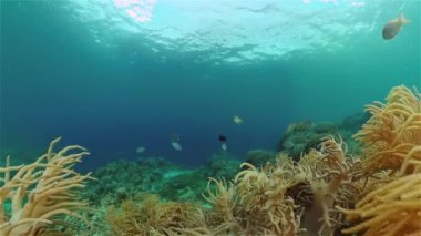 Mercan resifi ve tropikal balıklar su altında. Filipinler.