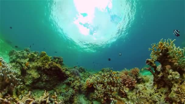 Il mondo sottomarino di una barriera corallina. Filippine. — Video Stock