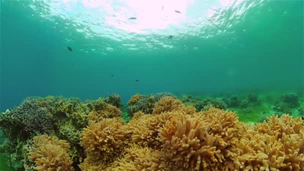 Korallrev och tropisk fisk under vatten. Filippinerna. — Stockvideo