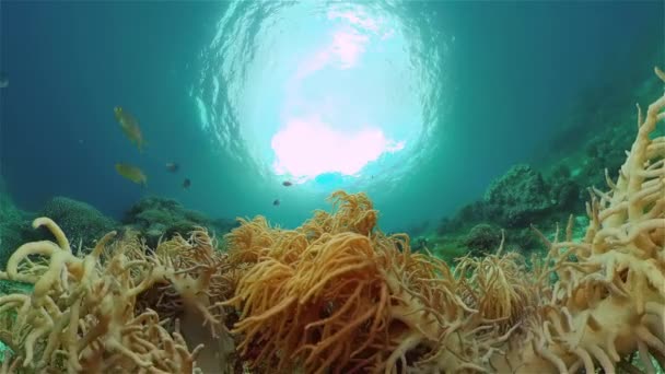 Die Unterwasserwelt eines Korallenriffs. Philippinen. — Stockvideo