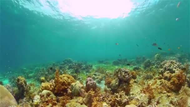 Arrecife de coral y peces tropicales. Filipinas. — Vídeo de stock