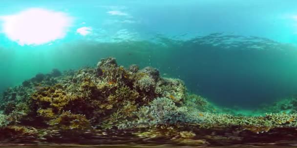 Egy korallzátony víz alatti világa. Fülöp-szigetek. Virtuális valóság 360 — Stock videók