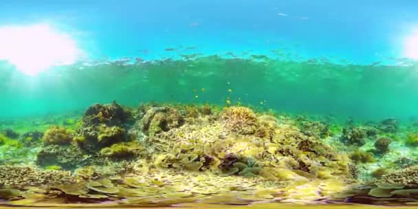 Barriera corallina e pesci tropicali sott'acqua. Filippine. Vista a 360 gradi. — Video Stock