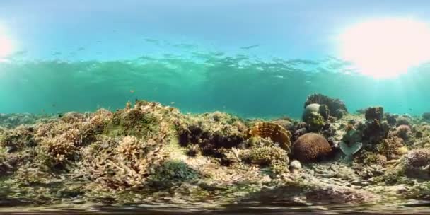 Coral reef and tropical fish. Philippines. 360-Degree view. — Stock Video