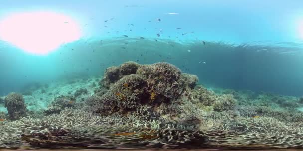 Korallenriffe und tropische Fische. Philippinen. Virtuelle Realität 360 — Stockvideo