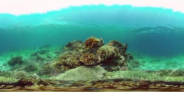 Coral reef and tropical fish underwater. Philippines. 360-Degree view. — Stock Video