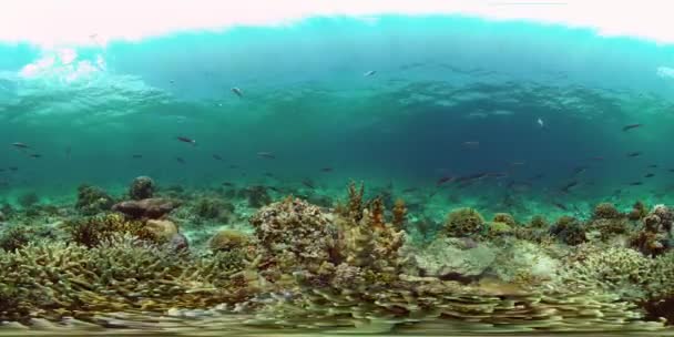 サンゴ礁や熱帯魚の水中。フィリピンだ。仮想現実360 — ストック動画