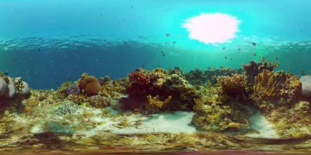 Arrecife de coral y peces tropicales. Filipinas. Vista de 360 grados. — Vídeo de stock