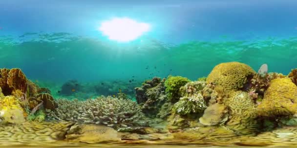 Koraalrif met vis onder water. Filippijnen. Virtual Reality 360 — Stockvideo
