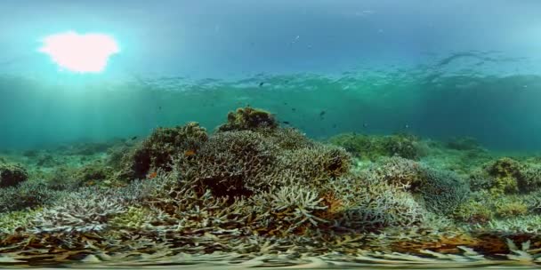 O mundo subaquático de um recife de coral. Filipinas. Realidade Virtual 360 — Vídeo de Stock