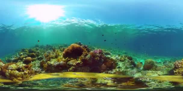 Coral reef and tropical fish underwater. Philippines. 360-Degree view. — Stock Video