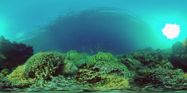 Recifes de corais e peixes tropicais subaquáticos. Filipinas. Vista de 360 graus. — Vídeo de Stock