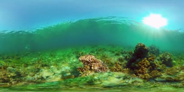 Korallenriffe und tropische Fische. Philippinen. 360-Grad-Ansicht. — Stockvideo