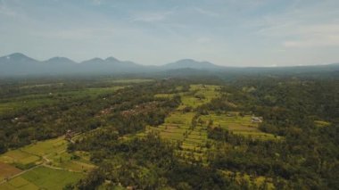 Teras pirinç tarlaları, Bali, Endonezya.