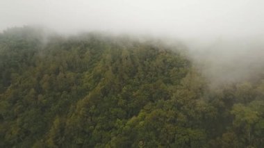Bulutlardaki yağmur ormanları, Bali, Endonezya.