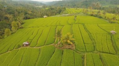 Teras pirinç tarlaları, Bali, Endonezya.