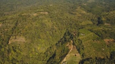 Endonezya, Bali, tarım arazileri olan dağ manzarası