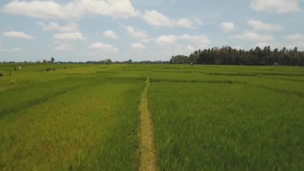 Teras pirinç tarlaları, Bali, Endonezya. — Stok video