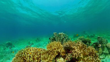 Mercan resifi ve tropikal balıklar su altında. Filipinler.