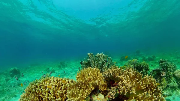 Arrecife de coral y peces tropicales bajo el agua. Filipinas. — Foto de Stock