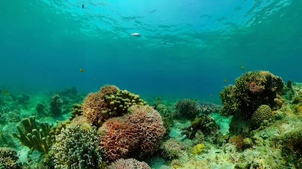 Arrecife de coral y peces tropicales bajo el agua. Filipinas. — Foto de Stock