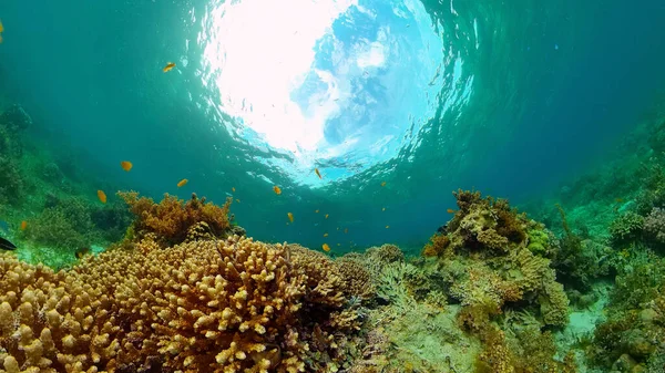 Le monde sous-marin d'un récif corallien. Philippines. — Photo