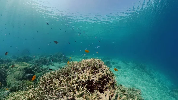 Arrecife de coral y peces tropicales. Filipinas. — Foto de Stock