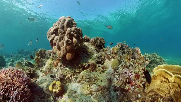 Korálové útesy a tropické ryby pod vodou. Filipíny. — Stock fotografie