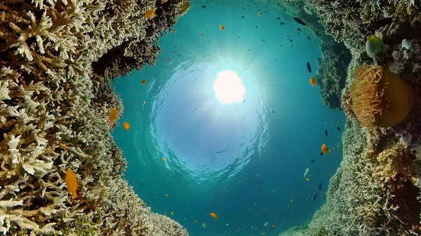 Mercan resifi ve tropikal balıklar su altında. Filipinler. — Stok fotoğraf