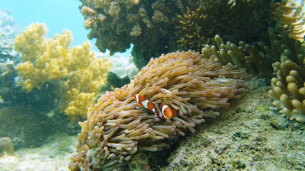 イソギンチャクとピエロ魚. — ストック写真