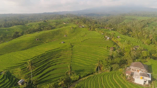 Rizsföldek mezőgazdasági földterülettel Indonéziában — Stock Fotó