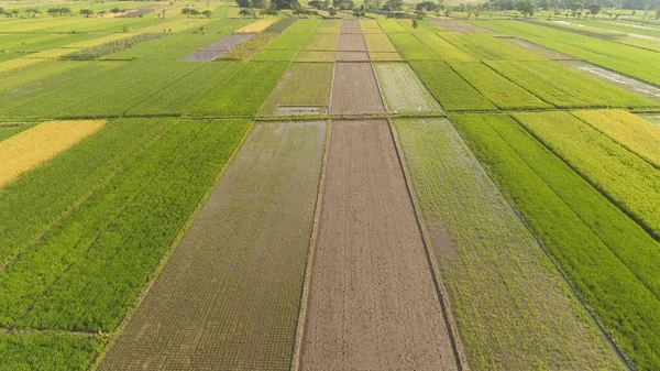 Αγροτεμάχιο ρυζιού και γεωργική γη στην Ινδονησία — Φωτογραφία Αρχείου