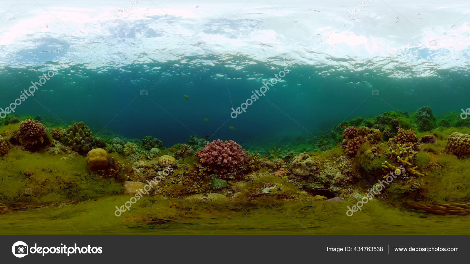 Arrecife de coral y peces tropicales. Filipinas. Vista de 360 grados. —  Foto de stock #434763538 © Alexpunker, image size:1600x900