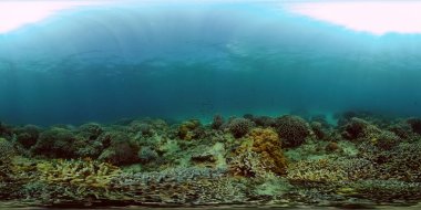 Suyun altında balıklı mercan kayalıkları. Filipinler. Sanal Gerçeklik 360