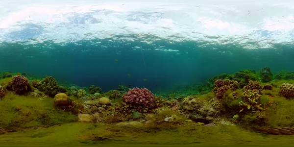 Arrecife de coral y peces tropicales. Filipinas. Vista de 360 grados. —  Fotos de Stock